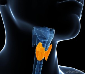 highlighted-thyroid-gland-on-model